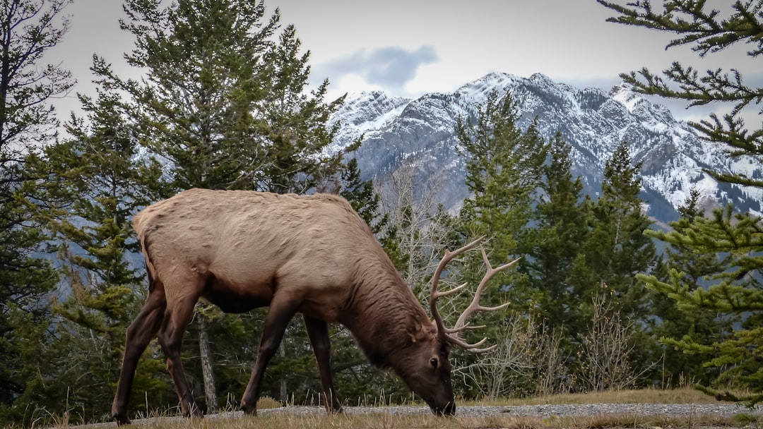 Eat Banff: 15 Must-Try Restaurants & Local Eats in 2026